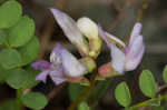 Englemann's milkvetch